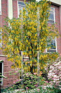 Picture of Laburnum alpinum 