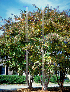 Picture of Lagerstroemia fauriei 