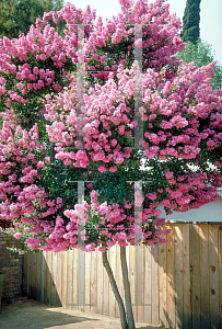 Picture of Lagerstroemia indica 