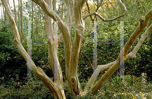 Picture of Lagerstroemia indica 