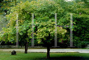 Picture of Lagerstroemia speciosa 