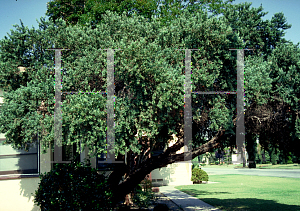 Picture of Leptospermum laevigatum 