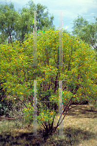 Picture of Leucaena retusa 