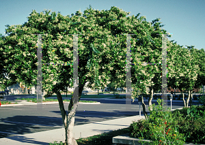 Picture of Ligustrum japonicum 