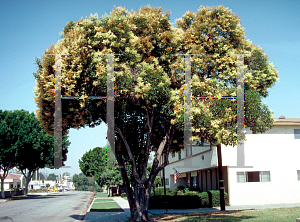 Picture of Ligustrum lucidum 