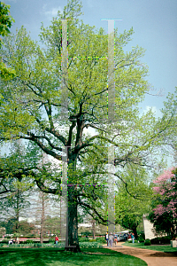 Picture of Liquidambar styraciflua 