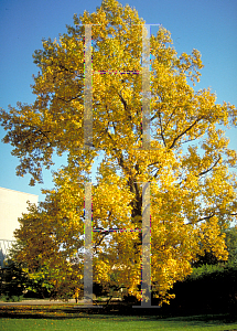 Picture of Liriodendron tulipifera 