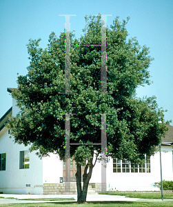 Picture of Lithocarpus densiflorus 