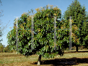 Picture of Lithocarpus henryi 