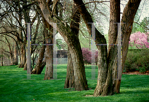 Picture of Maclura pomifera 