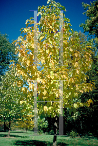 Picture of Magnolia acuminata 