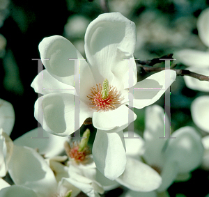 Picture of Magnolia denudata 