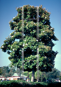 Picture of Magnolia grandiflora 