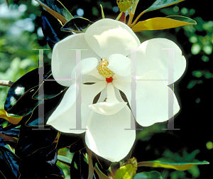 Picture of Magnolia grandiflora 