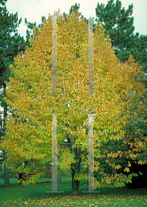 Picture of Magnolia kobus 