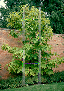 Picture of Magnolia macrophylla 