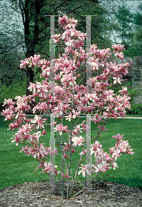 Picture of Magnolia x soulangiana 'Lennei'