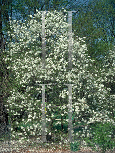 Picture of Magnolia stellata 