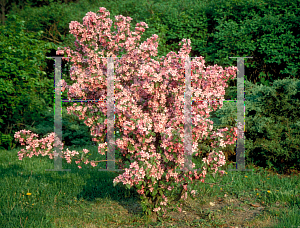 Picture of Malus x 'Adams'