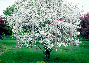 Picture of Malus baccata 'Jackii'