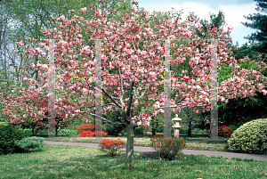 Picture of Malus x 'Branzam (Brandywine)'