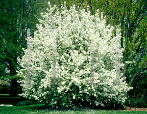 Picture of Malus x 'Donald Wyman'