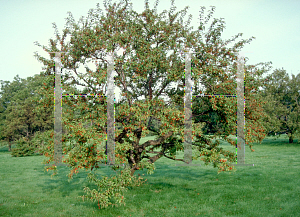 Picture of Malus x zumi var. calocarpa 