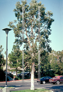 Picture of Melaleuca viridiflora var. rubriflora 