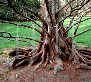 Picture of Metasequoia glyptostroboides 