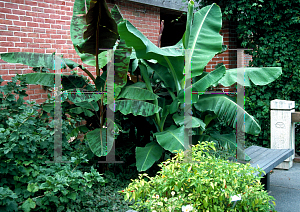 Picture of Musa spp. 