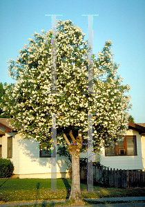 Picture of Nerium oleander 