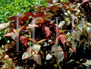 Picture of Acalypha wilkesiana 