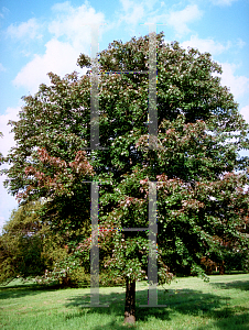 Picture of Acer rubrum 'Autumn Flame'