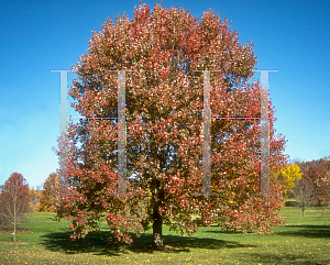 Picture of Acer rubrum 'October Glory'