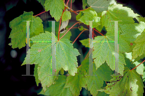 Picture of Acer spicatum 