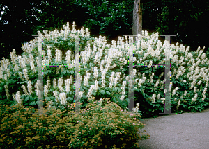 Picture of Aesculus parviflora 