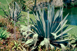 Picture of Agave americana 