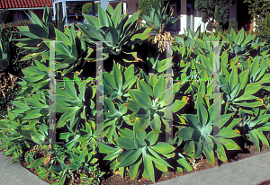 Picture of Agave attenuata 