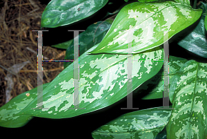 Picture of Aglaonema commutatum 