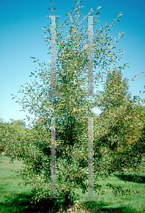 Picture of Alnus incana 'Laciniata'