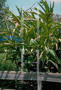 Picture of Alpinia zerumbet 