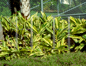 Picture of Alpinia zerumbet 'Variegata'