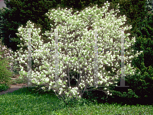 Picture of Amelanchier x grandiflora 'Robin Hill'