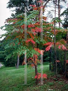 Picture of Aralia elata 