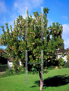 Picture of Arbutus unedo 