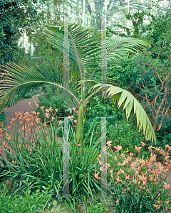 Picture of Archontophoenix cunninghamiana 