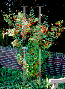 Picture of Aronia arbutifolia 