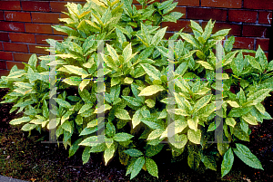 Picture of Aucuba japonica 'Variegata'