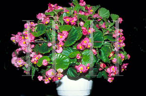 Picture of Begonia semperflorens-cultorum hybrids 