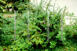 Picture of Berberis julianae 